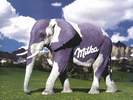 PUB milka