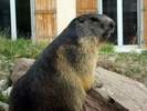 Les marmottes sont de sortie Les marmottes sont de sortie