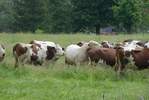 Qui regarde qui ? Les vaches...
